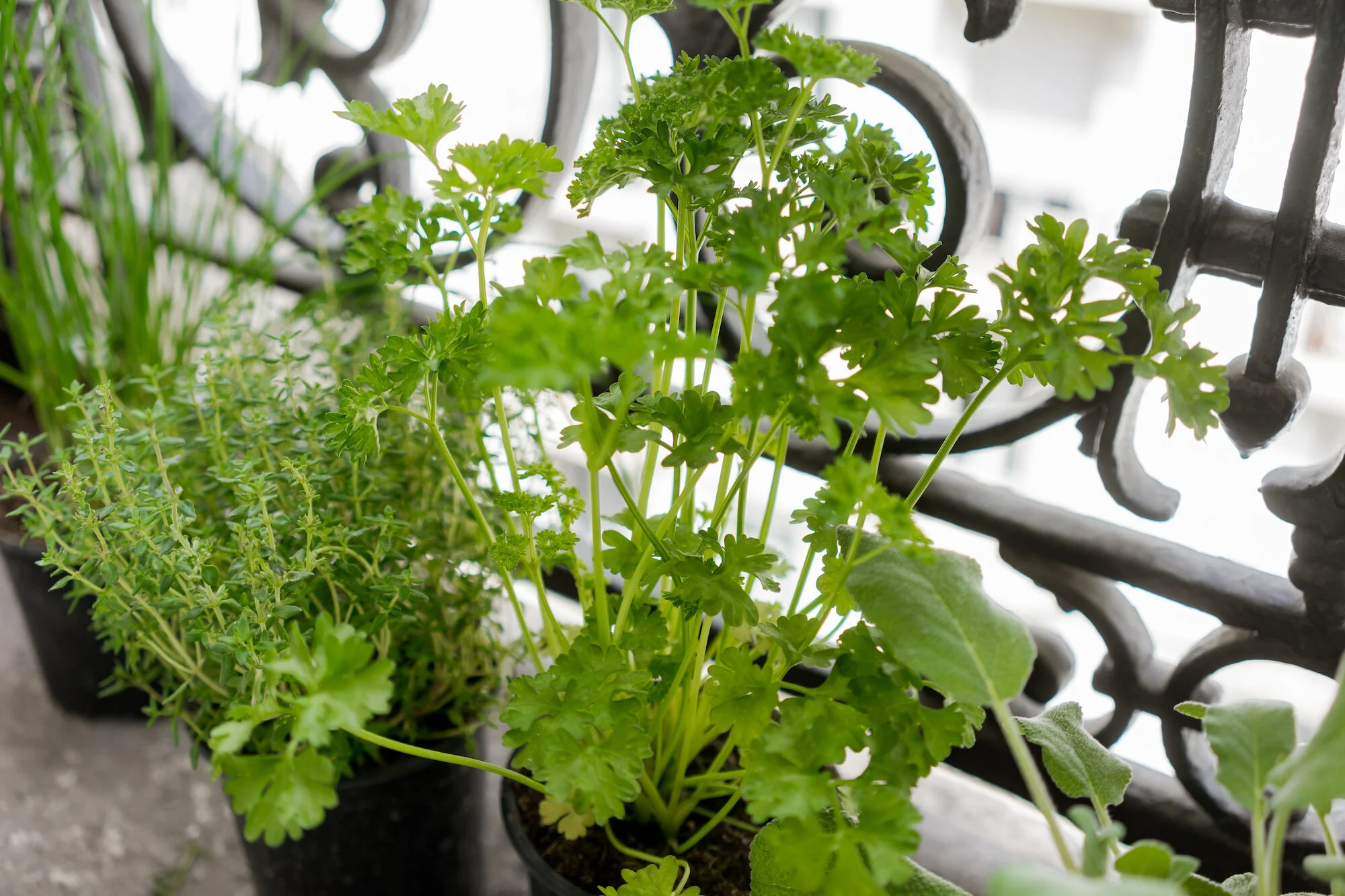 Mixed herbs growing at home