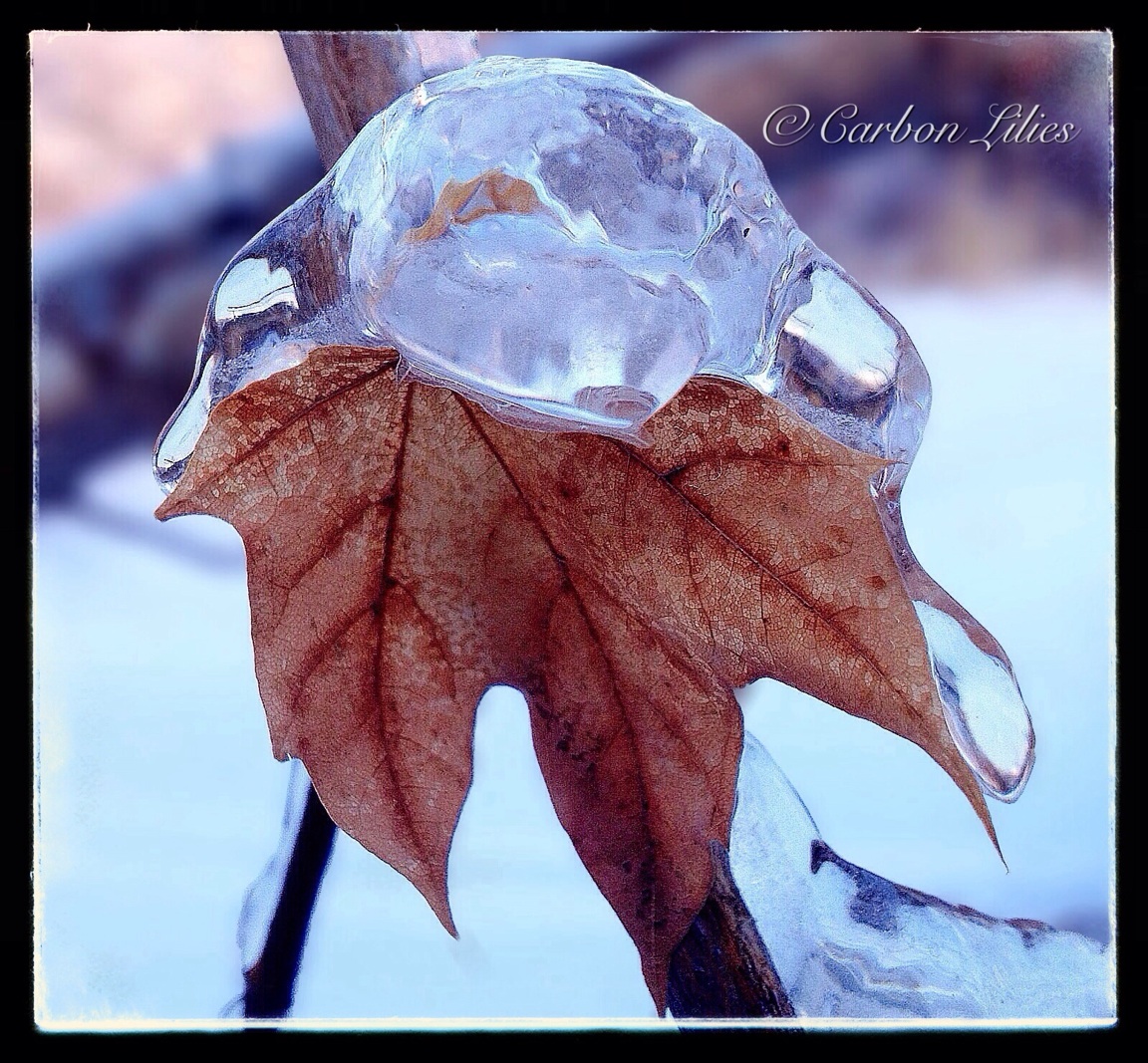 Reflections from one year ago... the ice storm of 2013