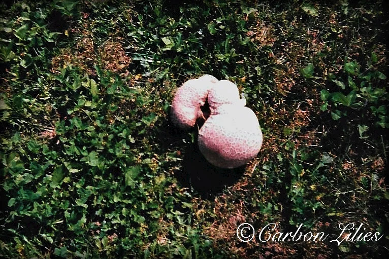 Magical Mushrooms