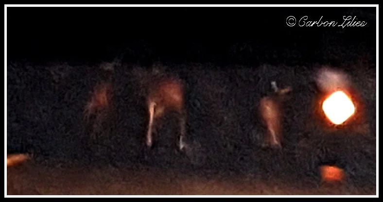 A blurry pic of deer bums, courtesy of Lana.