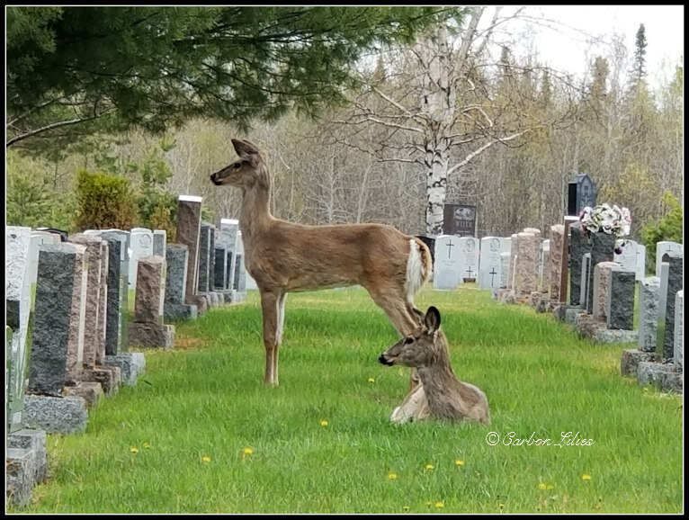 CemeteryDeerTBay.jpg