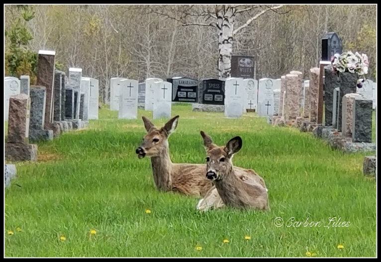 CemeteryDeerTBay1.jpg