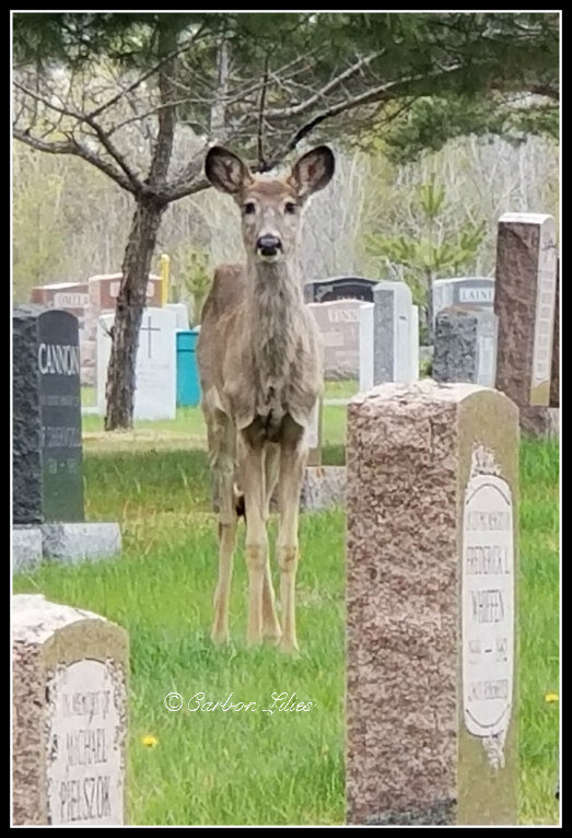 CemeteryDeerTBay5.jpg