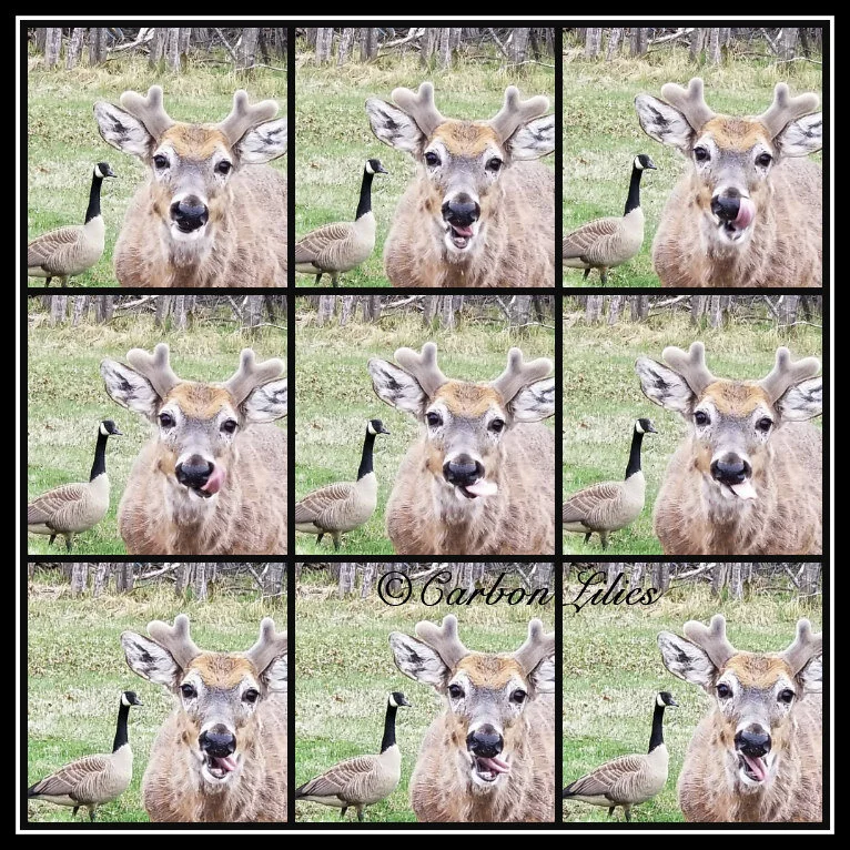 SaucyDeerTBay9.jpg