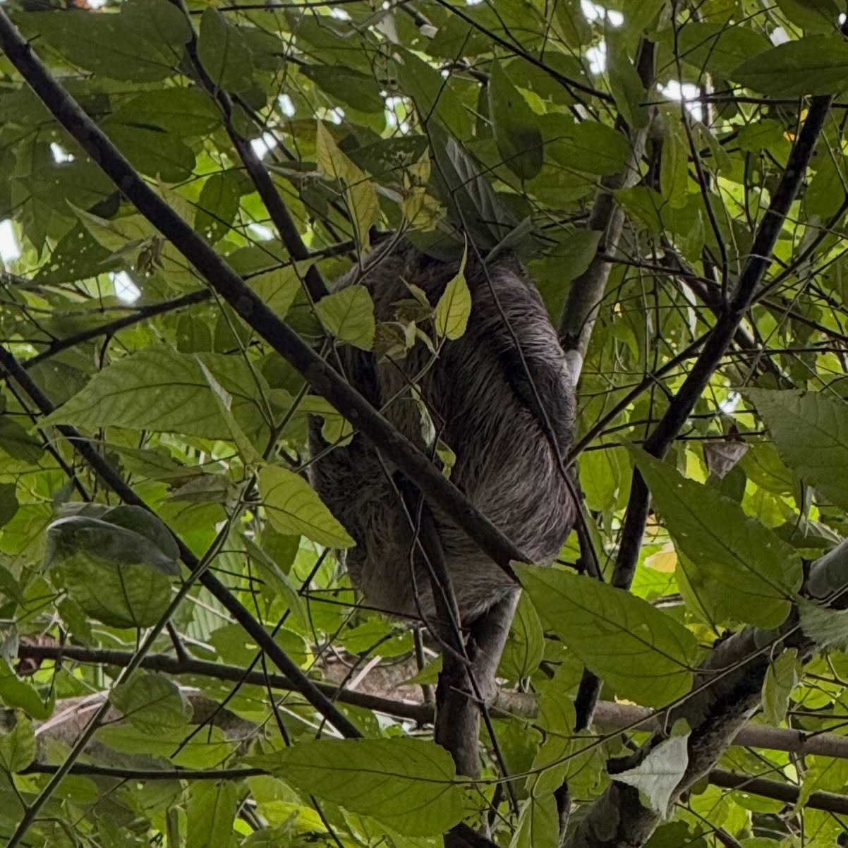 Sloth.