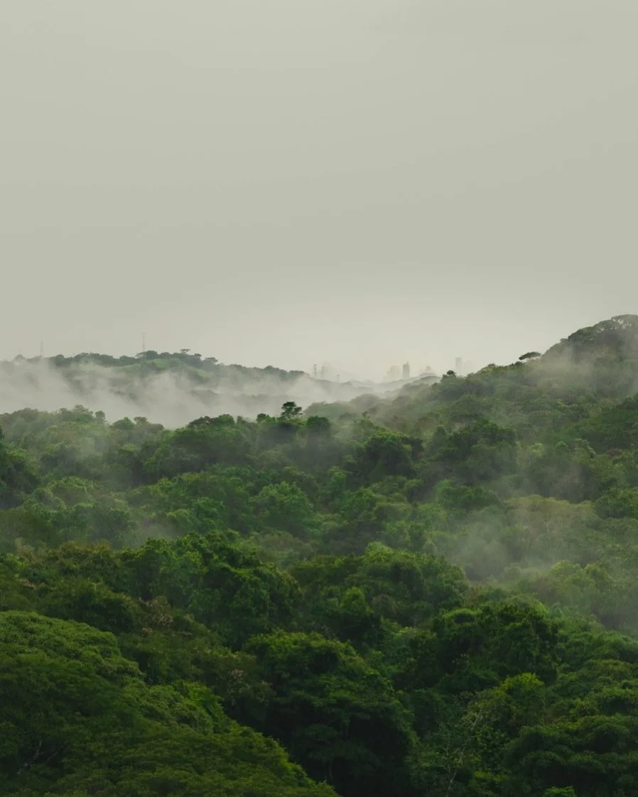 Panama City in the distance through the jungle.
