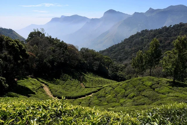 The hills of Munnar, India.