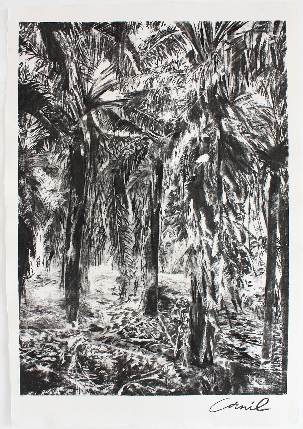 Palm Trees Sinharaja
