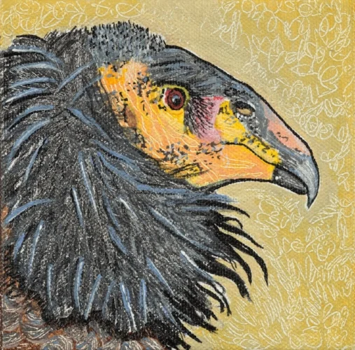 California Condor