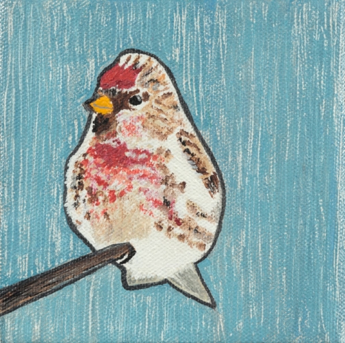 Common Redpoll