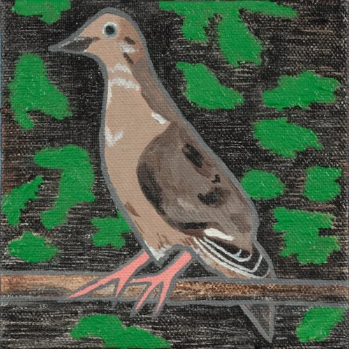 Mourning Dove