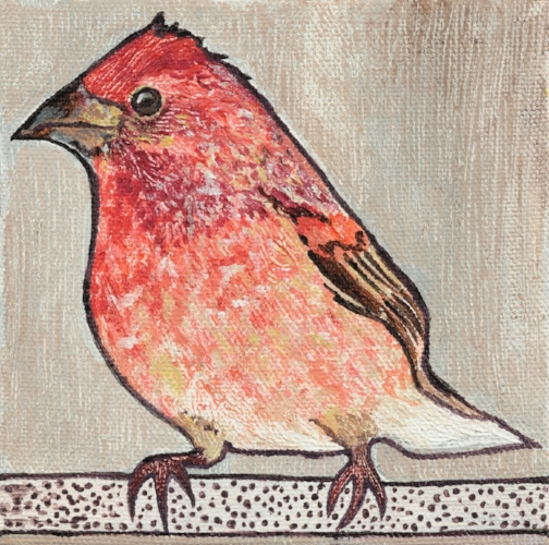 Purple Finch
