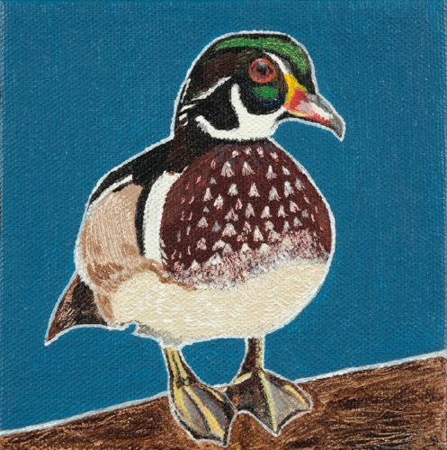 Wood Duck