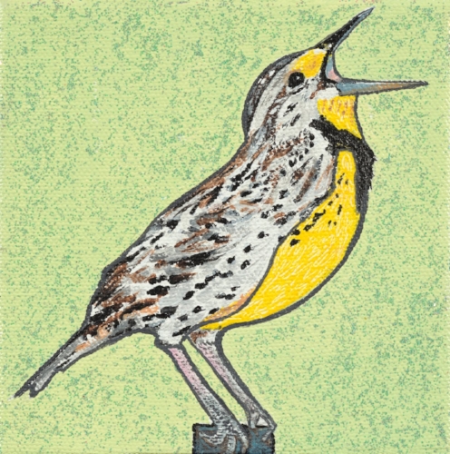 Meadowlark