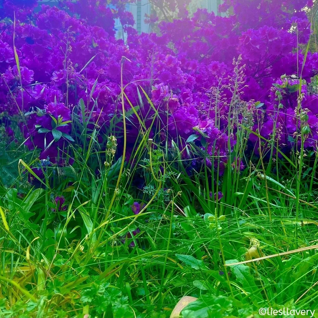 Purple Patch