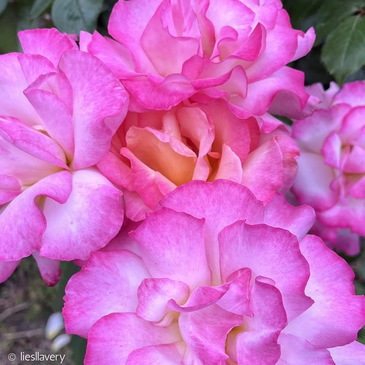 Pink Pop