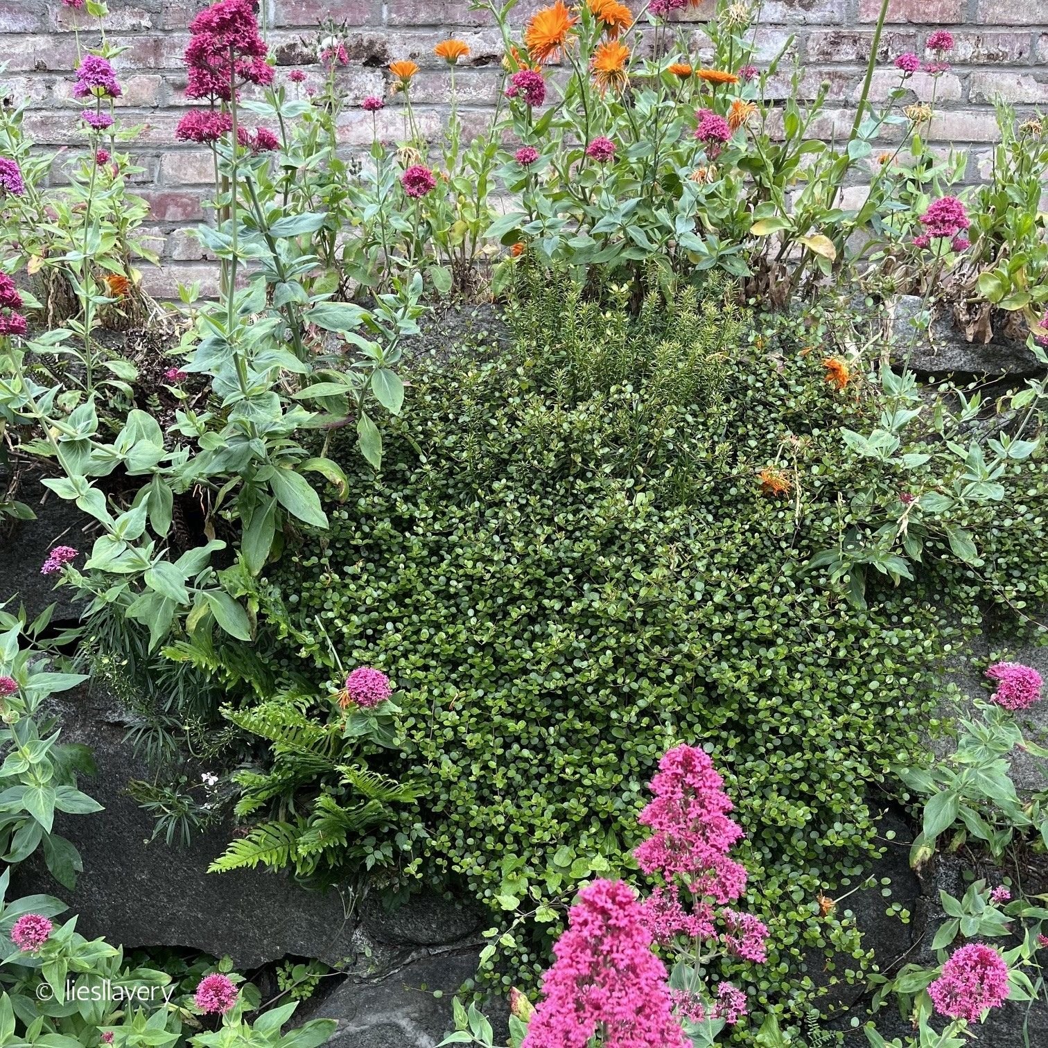 Garden Party