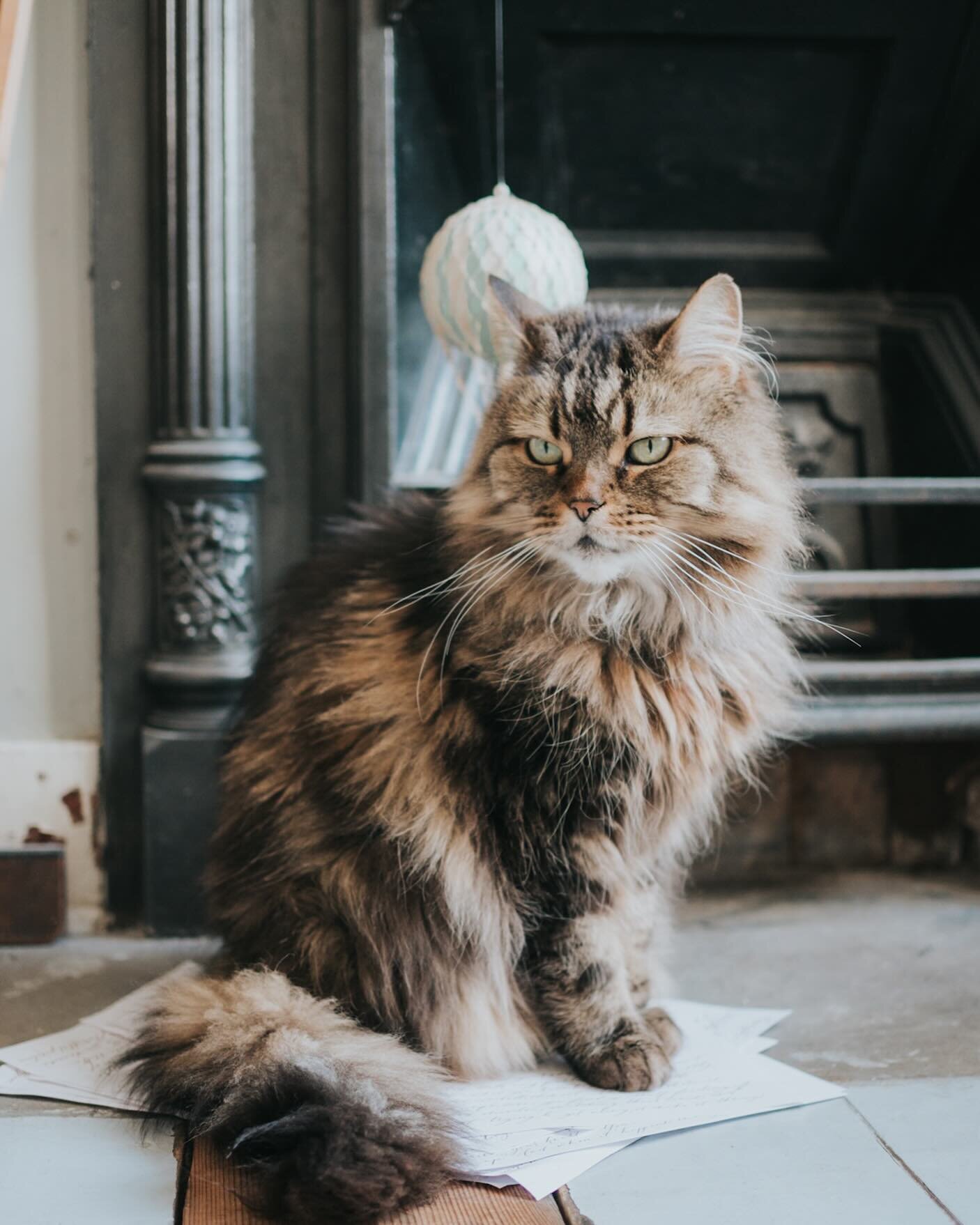 Mimi and props. She rarely does normal cat things, but she does occasionally sit on paper, and maybe she especially likes calligraphy. Or despises it. It&rsquo;s hard to tell.
.
.
.
.
 #paperintheframe #tabbiesofinstagram #inmystudio #studiocat #litt