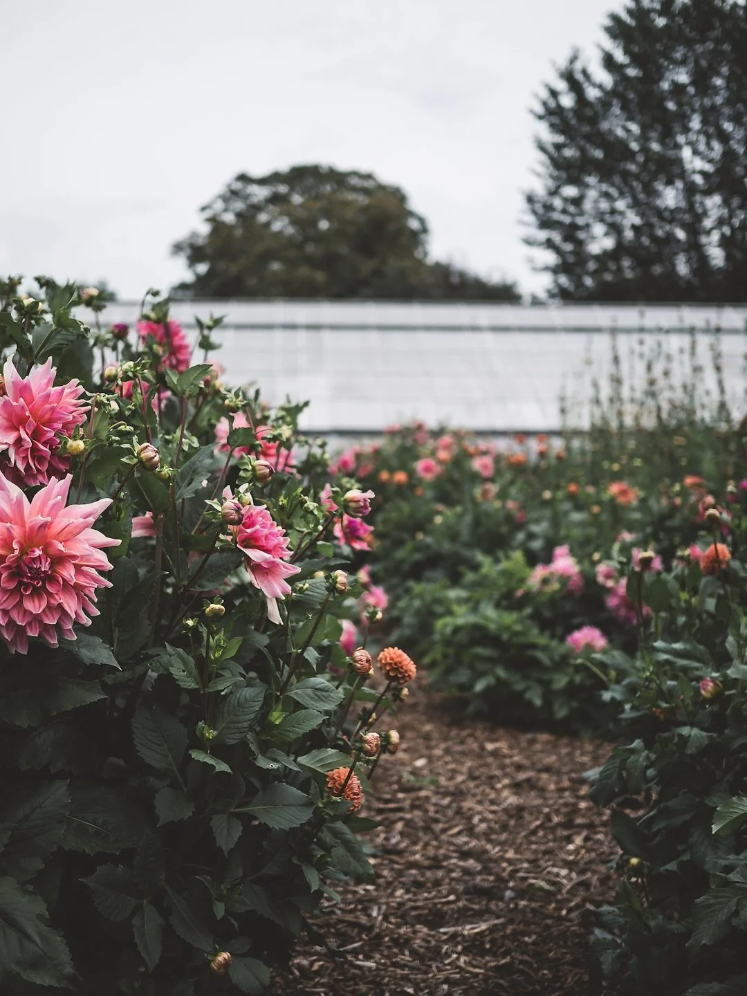 Another of my favourite Stockholm places before I return to paper and whimsy&hellip; This is @rosendalstradgard on Djurg&aring;rden, a little piece of paradise. I finally relaxed as I walked, camera in hand, amongst the plants, flowers and apple tree