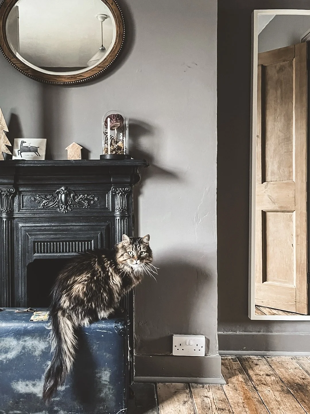 Five years (and a day) since Mimi moved in, delivered to my door in a lockdown-compliant, contact-free adoption. Swipe to see how inexplicably tiny and short-haired she was then. I&rsquo;d spent much of the night reassuring her as she meowed from her