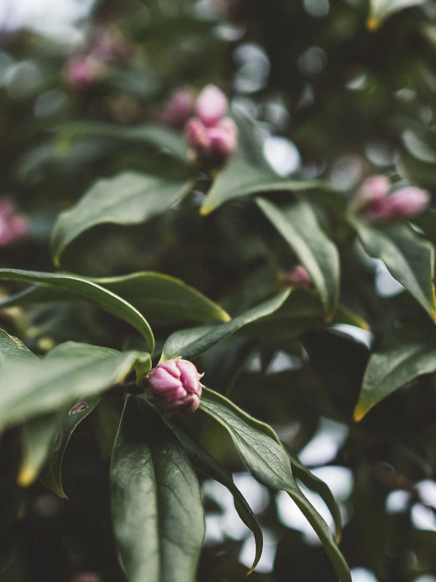 My daphne didn&rsquo;t do too well the last couple of winters: straggly, with patchy flowering. This year its foliage looks healthier, with a generous scattering of promising buds. I am, of course, taking this as a metaphor for my own life. I&rsquo;m