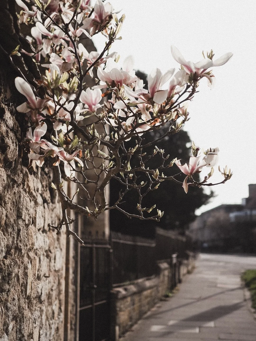 Magnolia season! It&rsquo;s also clearly the season for something I&rsquo;m allergic to, but give me all the pretty, fleeting pink blossom 🌸