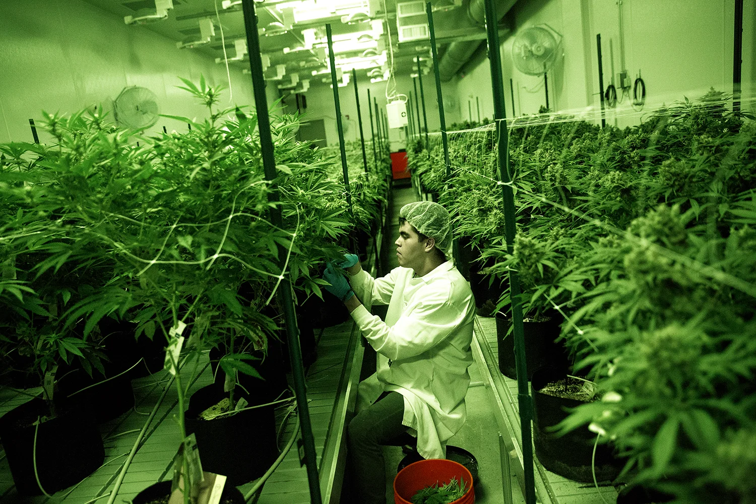 1009371518 IL_SPR_08142016MedMarijuana_1.jpg