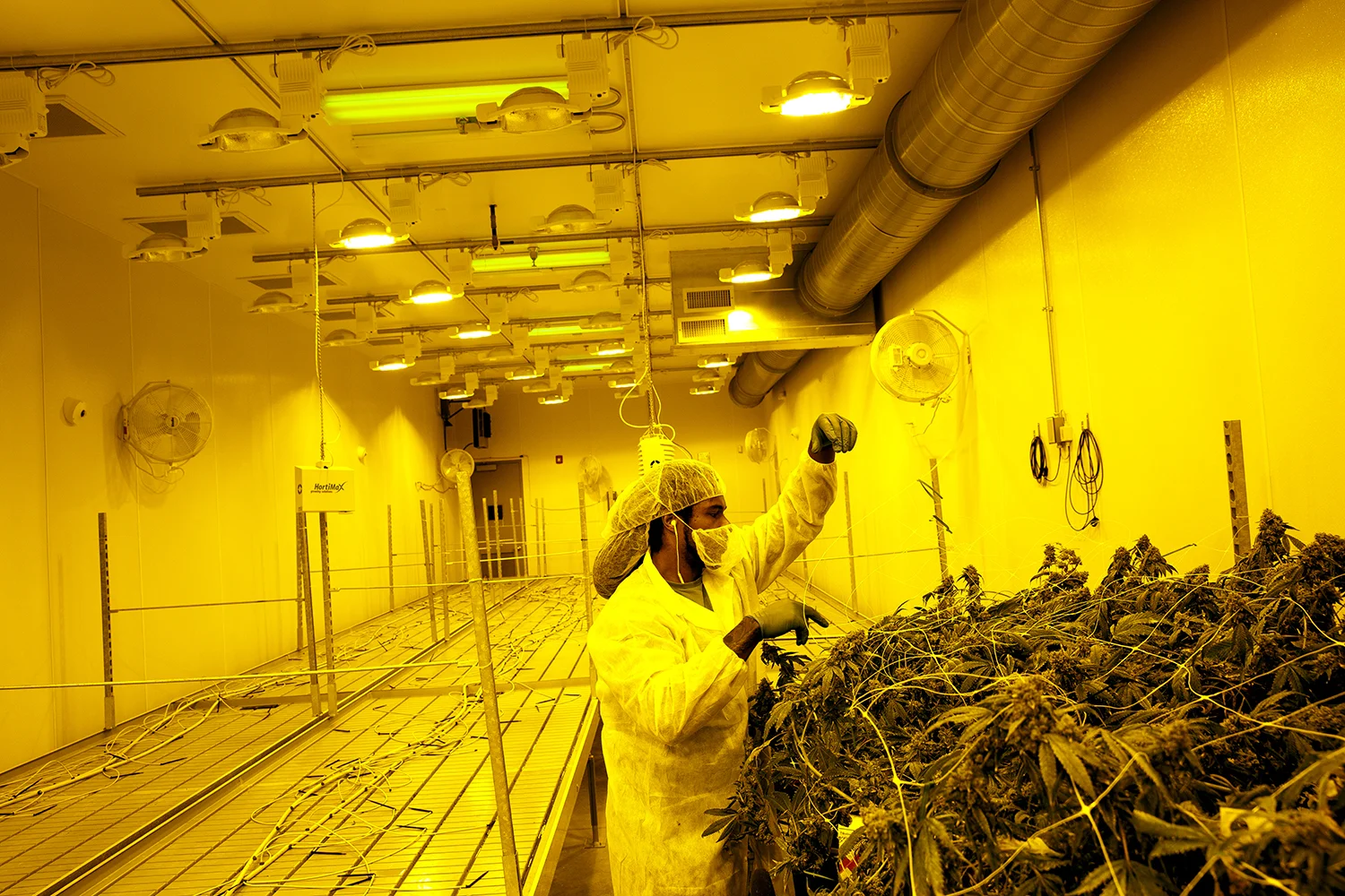 1009371518 IL_SPR_08142016MedMarijuana_5.jpg