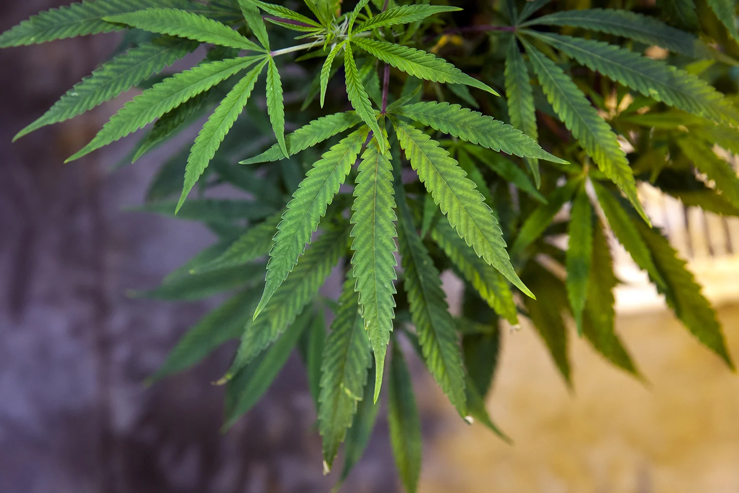 1009371518 IL_SPR_08142016MedMarijuana_12.jpg