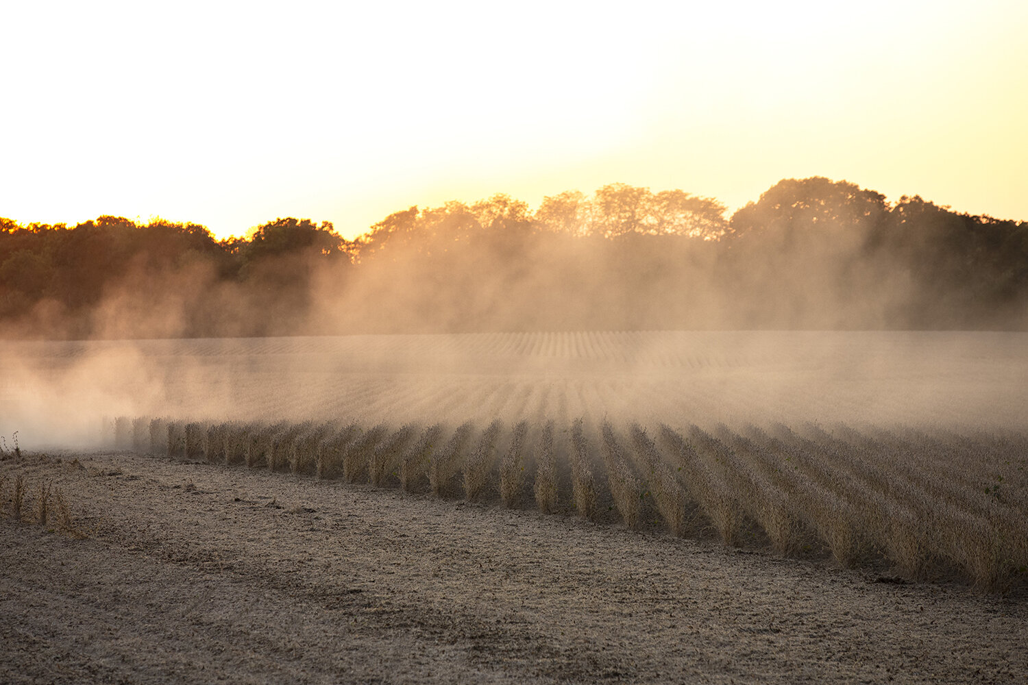 10082019Harvest_0090_t.jpg