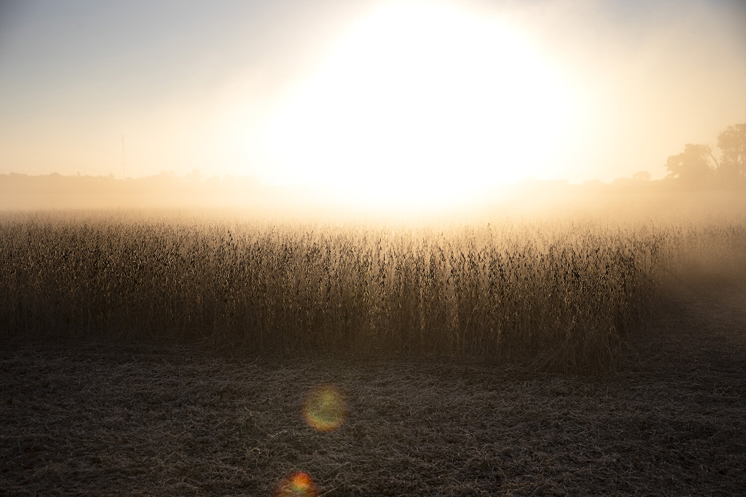 10142019Harvest_0238_t.jpg