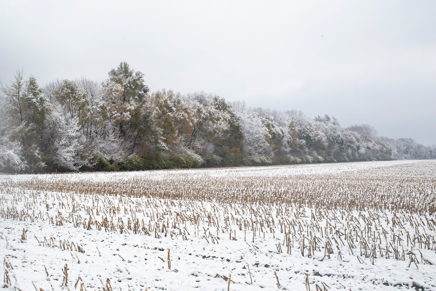  Snow covers corn stubble and the trees along the Interurban Trail Friday, Nov. 9, 2018 in Springfield, Ill. [Rich Saal/The State Journal-Register] 