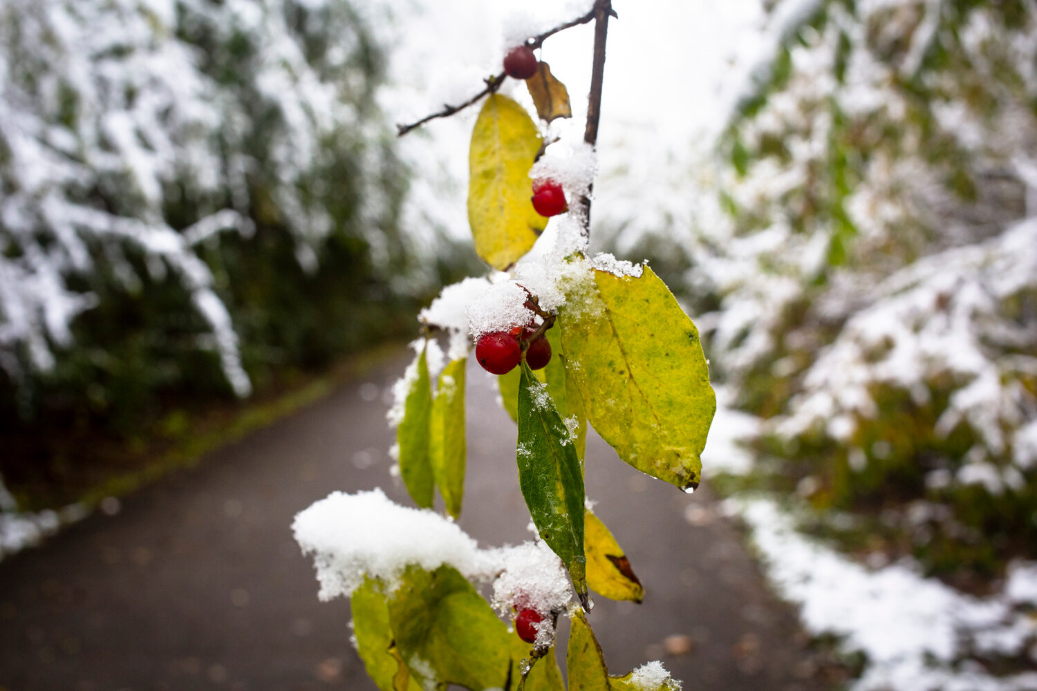  Coated with snow, the fruit of a honeysuckle bush hangs over the Interurban Trail Friday, Nov. 9, 2018 in Springfield, Ill. [Rich Saal/The State Journal-Register] 