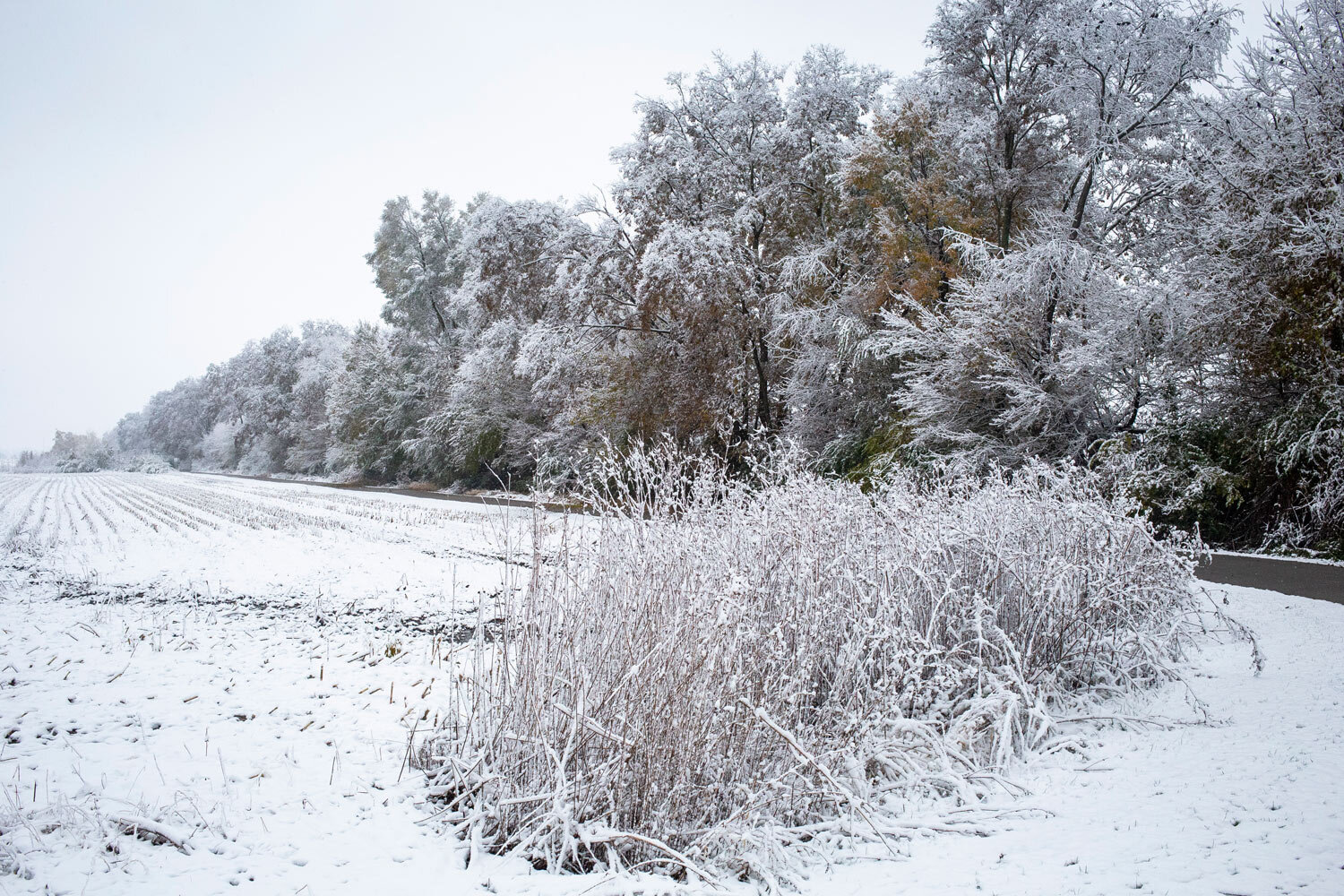  Snow covers the tree line along the Interurban Trail near Scheels Friday, Nov. 9, 2018 in Springfield, Ill. [Rich Saal/The State Journal-Register] 