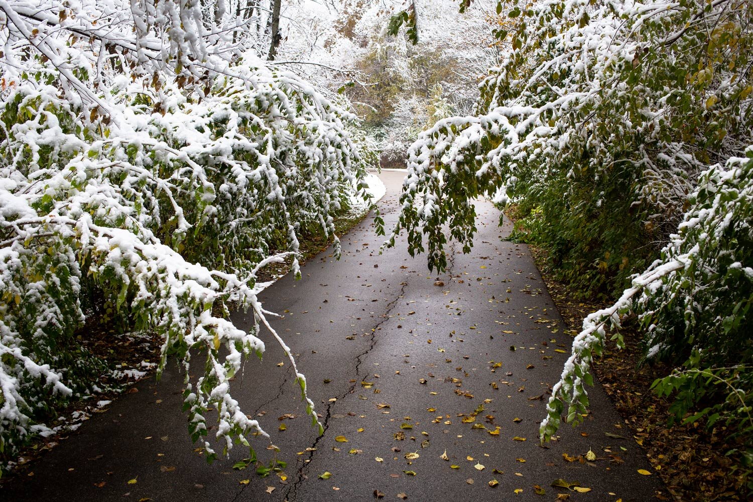  Snow bends honeysuckle bushes over the Interurban Trail near Scheels Friday, Nov. 9, 2018, in Springfield, Ill. [Rich Saal/The State Journal-Register] 