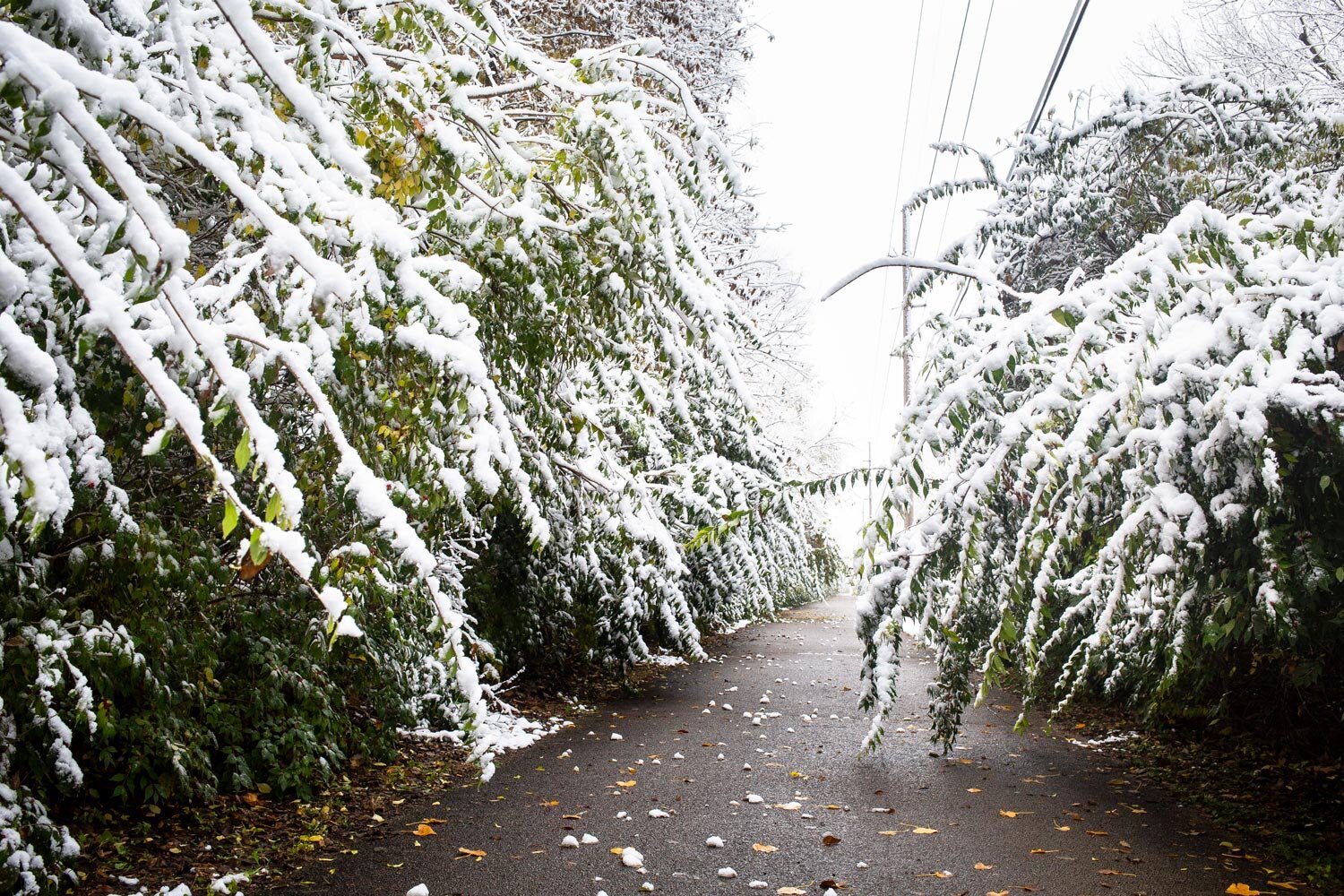  Snow bends honeysuckle bushes over the Interurban Trail near Lake Springfield Friday, Nov. 9, 2018, in Springfield, Ill. [Rich Saal/The State Journal-Register] 