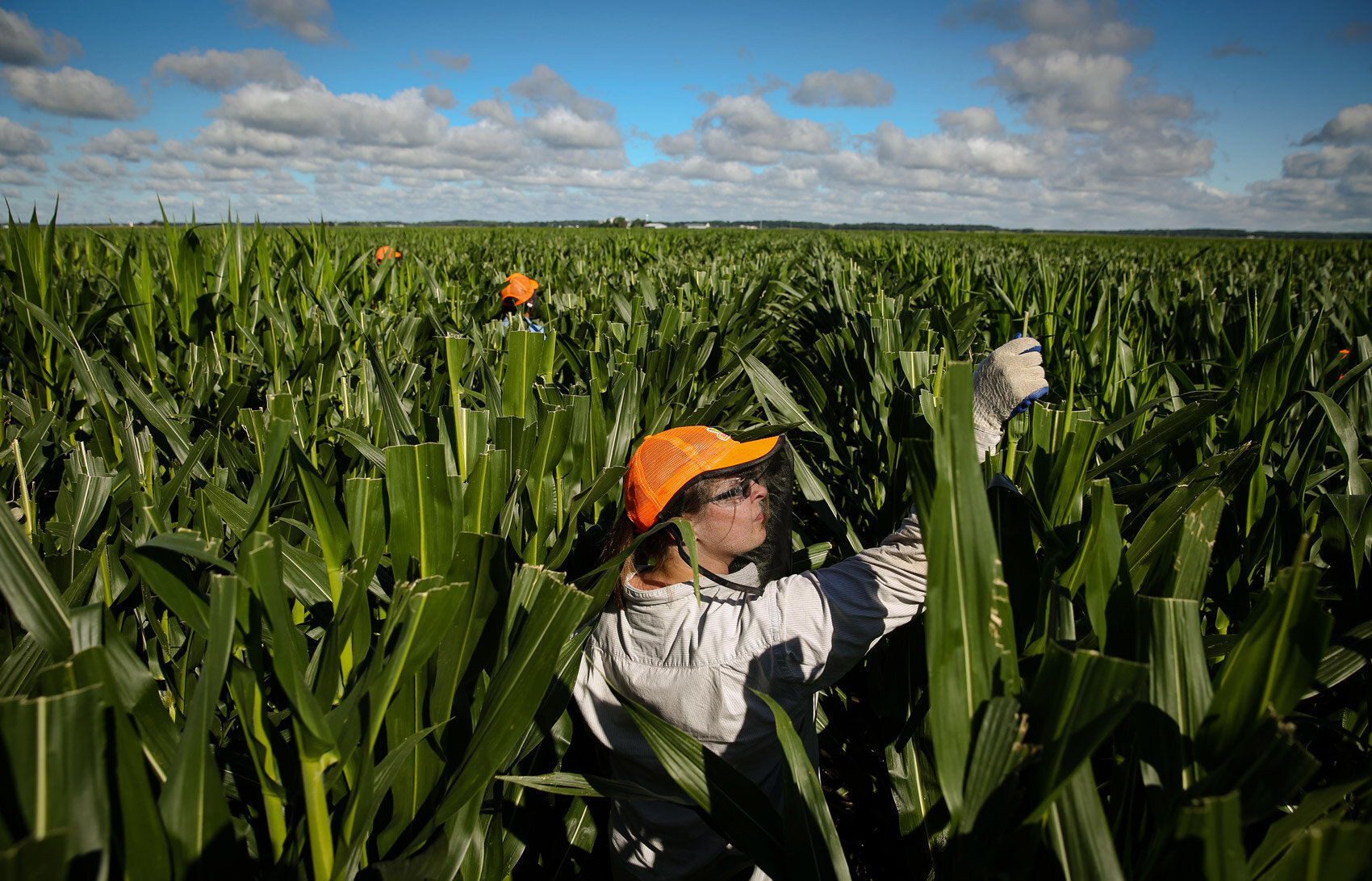 agriculture-farm-farming-corn-detassle.jpg