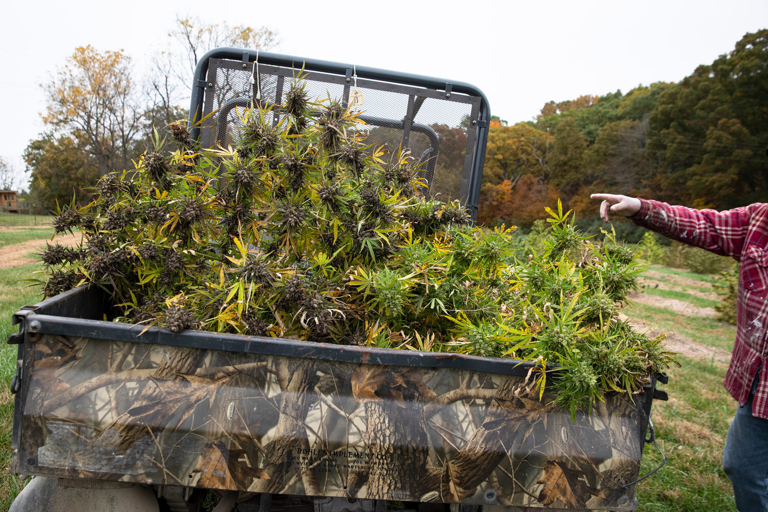 agriculture-marijuana-hemp-harvest.jpg