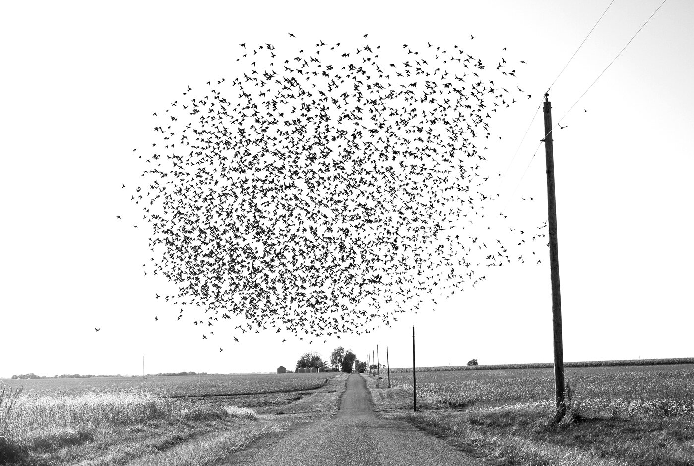 agriculture-harvest-autumn-birds-landscape.JPG