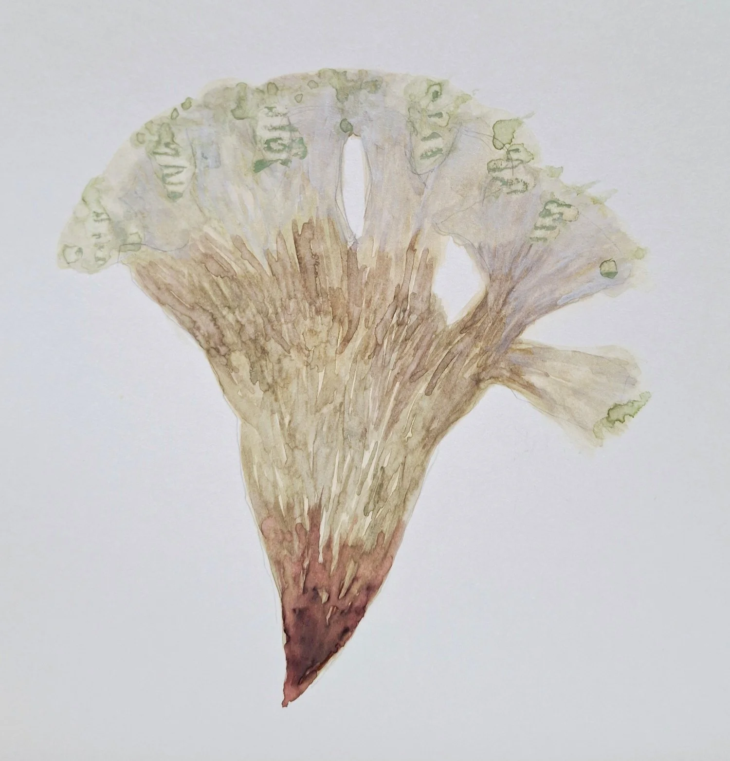 vernalization series, summer no. 1