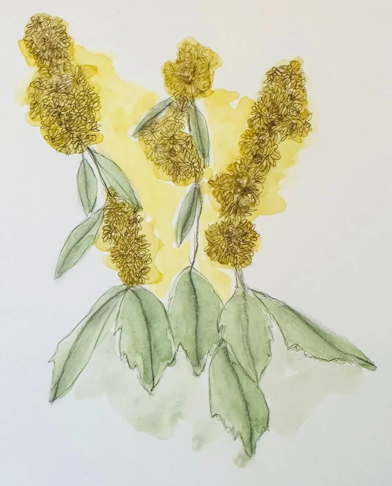 native goldenrod