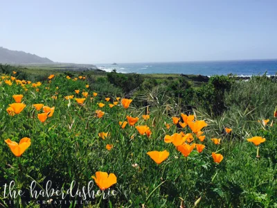 the california poppies are the subject of this gorgeous vista in big sur