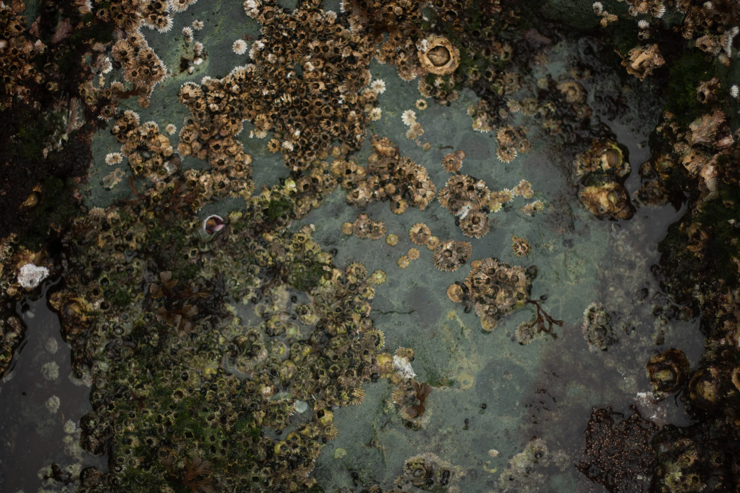tidepool.jpg