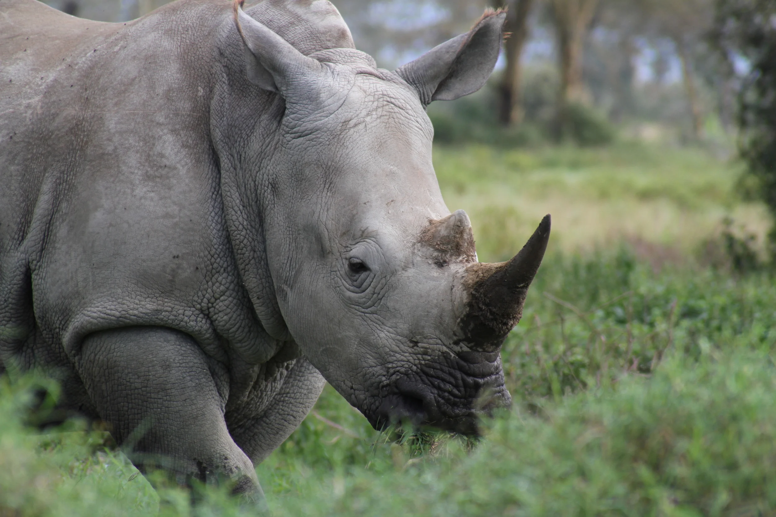 IMG_1987a - Copy.JPG