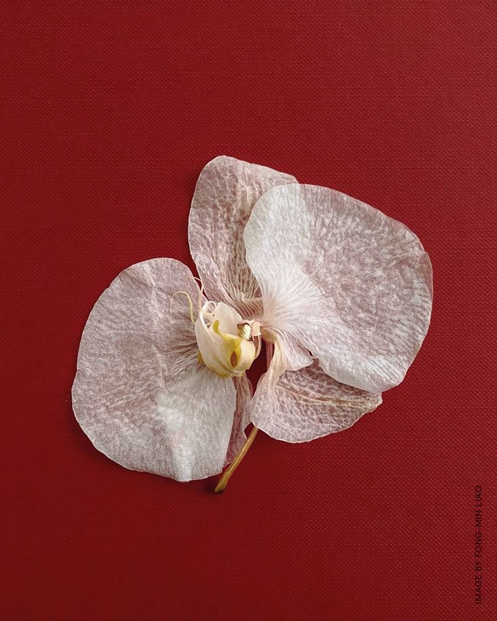 The Bees Who Make Perfume