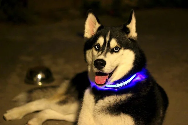 Led collars Outlet
