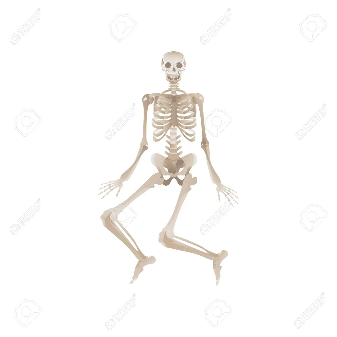 Functional Anatomy: Some of the Bony Conversations of the Lower Body