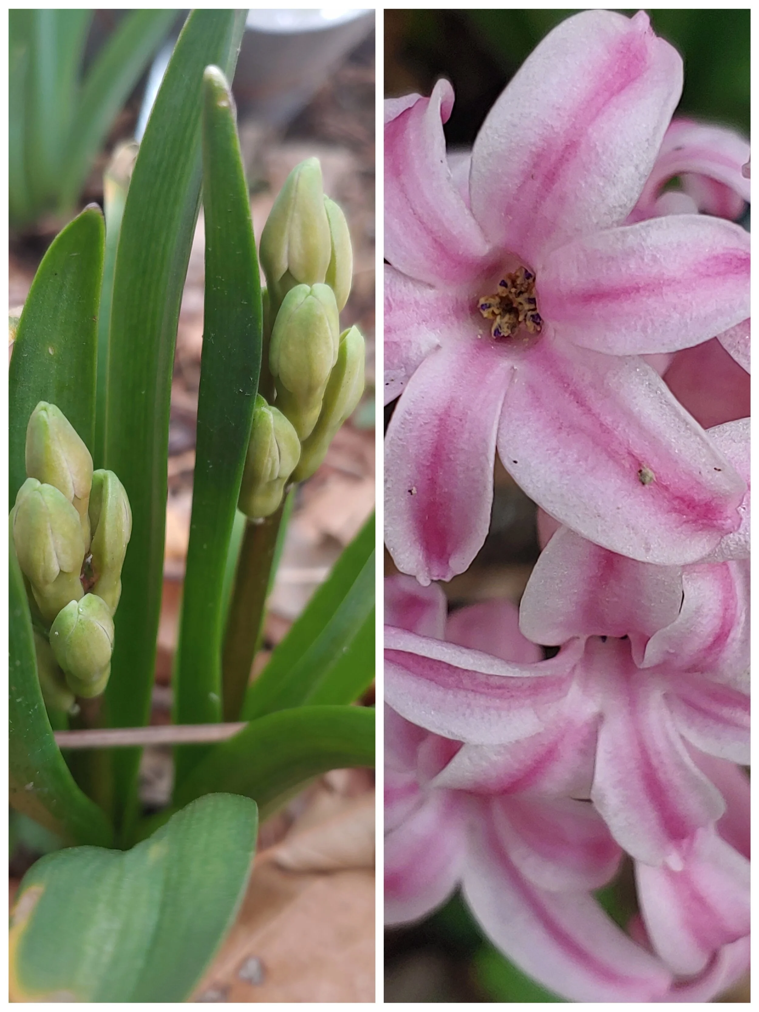 Enjoying a Hyacinth: A Living Story of the Process of Change