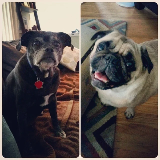 Bugsy & parker 2015.jpg