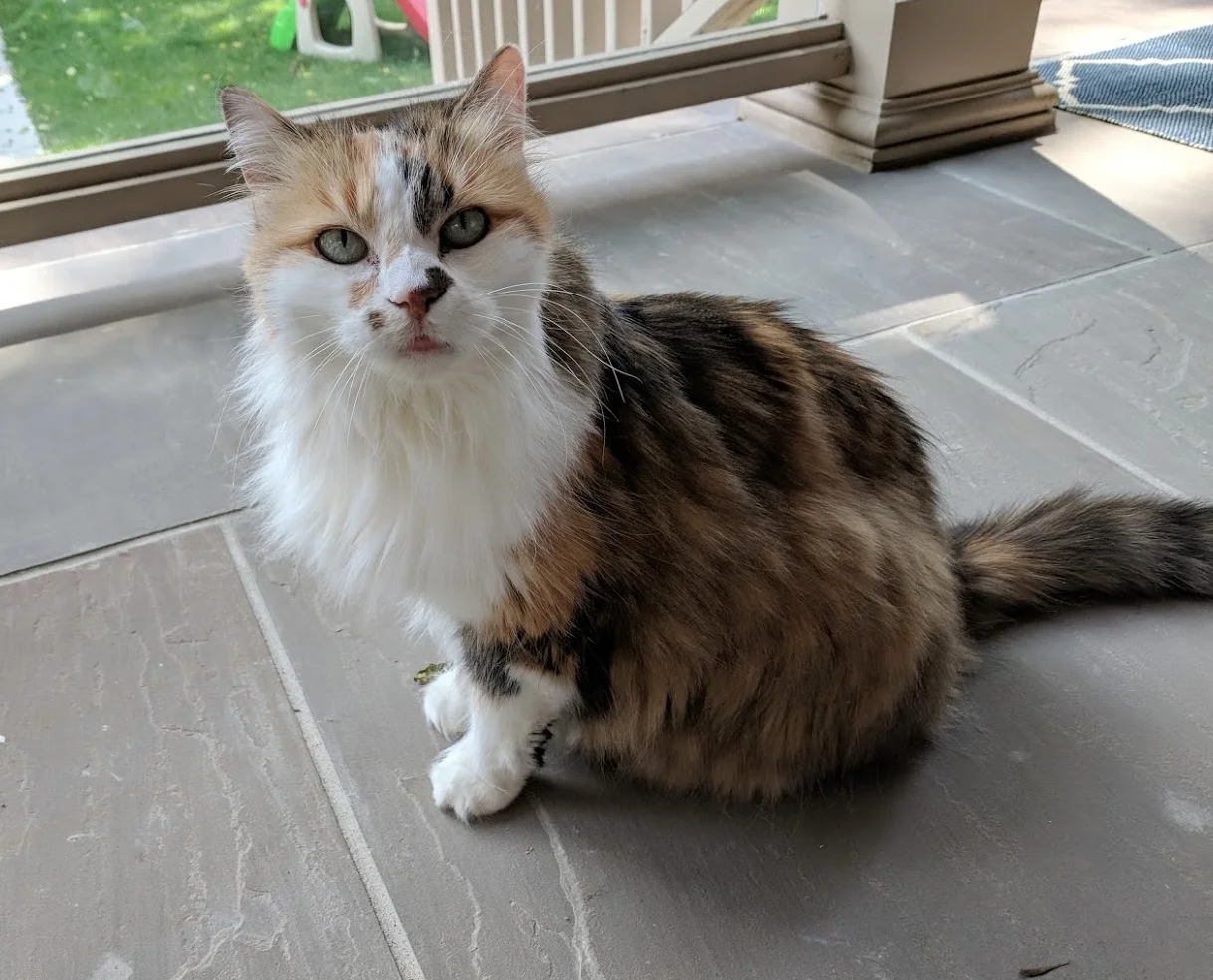 Charlie cat.jpg